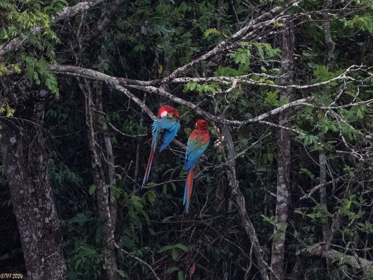 Red-and-green Macaw - ML641489199