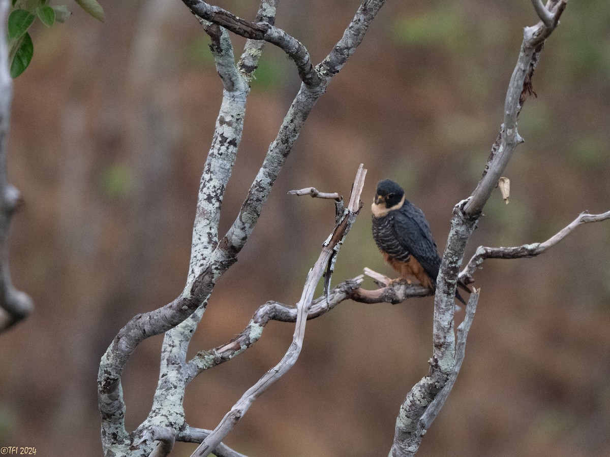 Bat Falcon - ML641489203