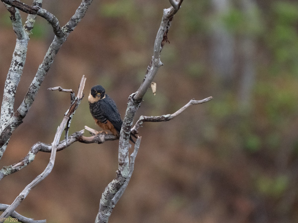 Bat Falcon - ML641489207