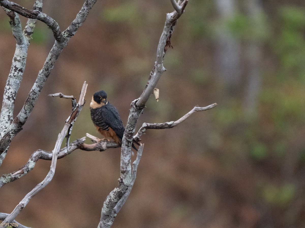Bat Falcon - ML641489209