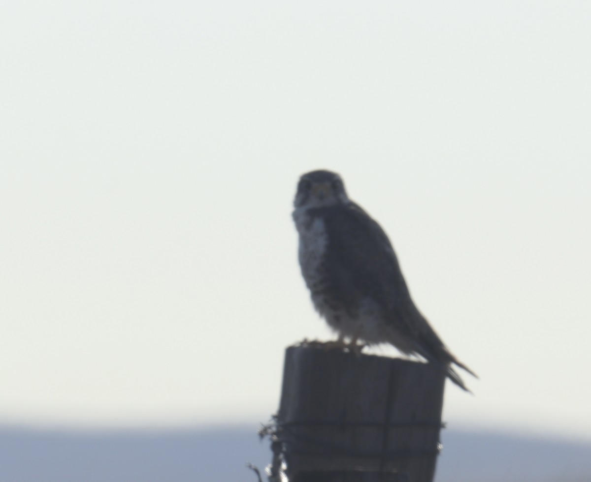 Prairie Falcon - ML641489221