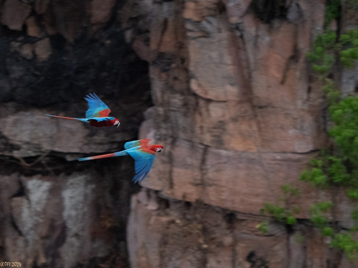 Red-and-green Macaw - ML641489235