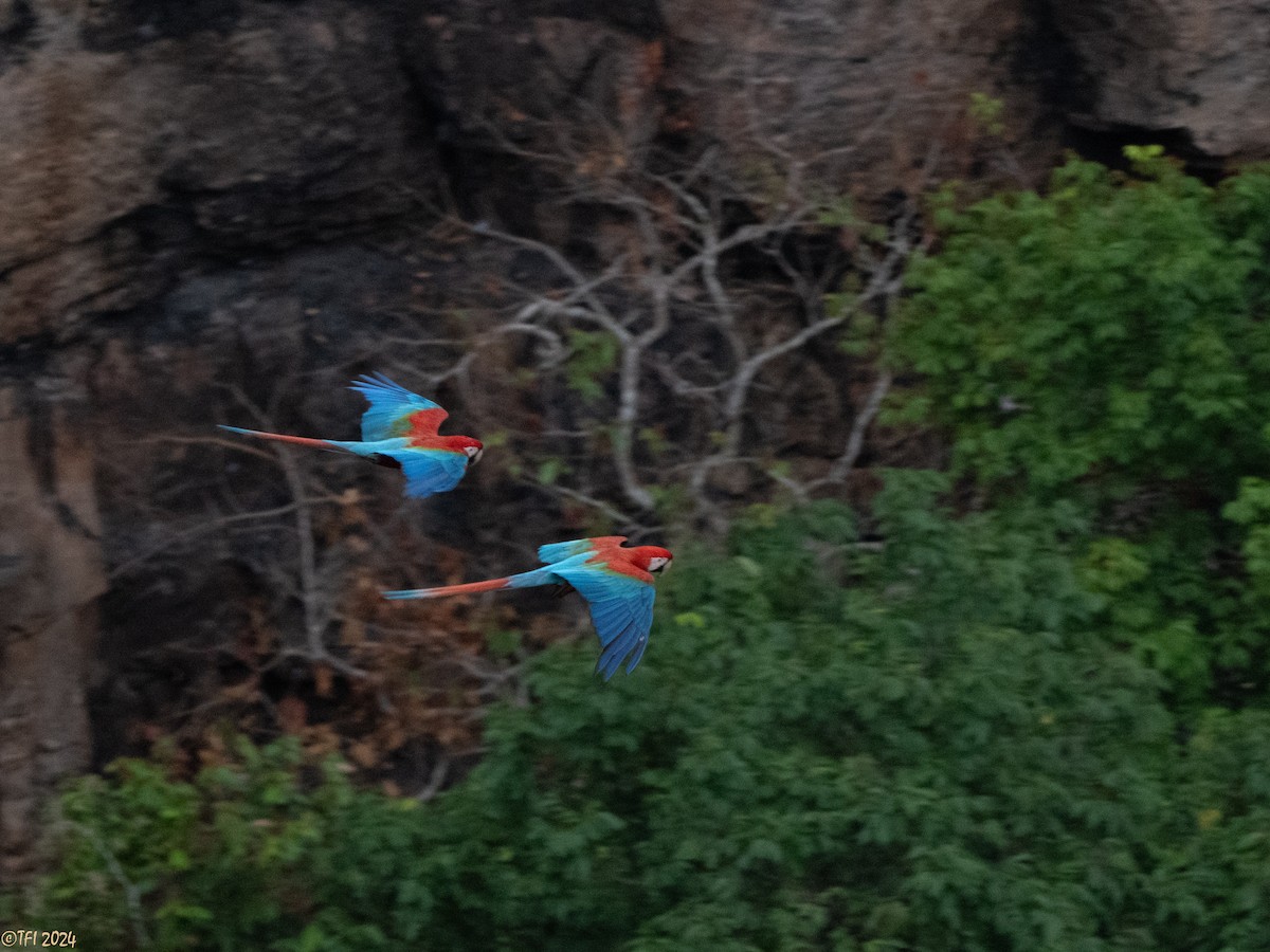 Red-and-green Macaw - ML641489236