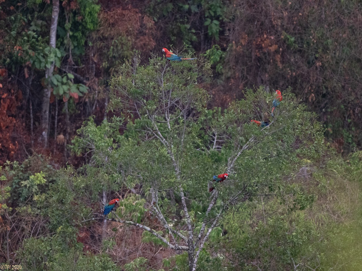 Red-and-green Macaw - ML641489237