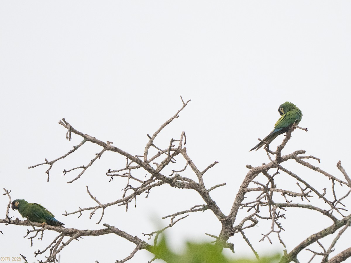 Blue-winged Macaw - ML641489248