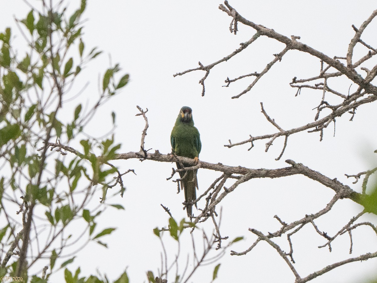 Blue-winged Macaw - ML641489249