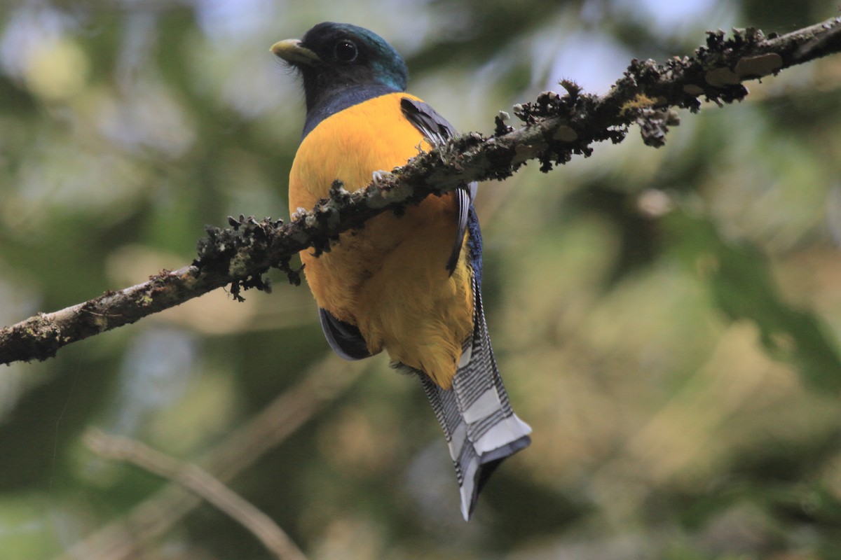 Atlantic Black-throated Trogon - ML641489259