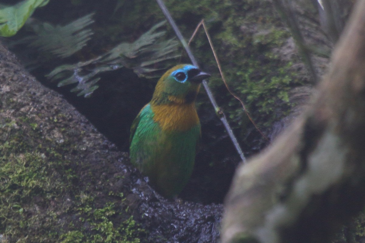 Brassy-breasted Tanager - ML641489269