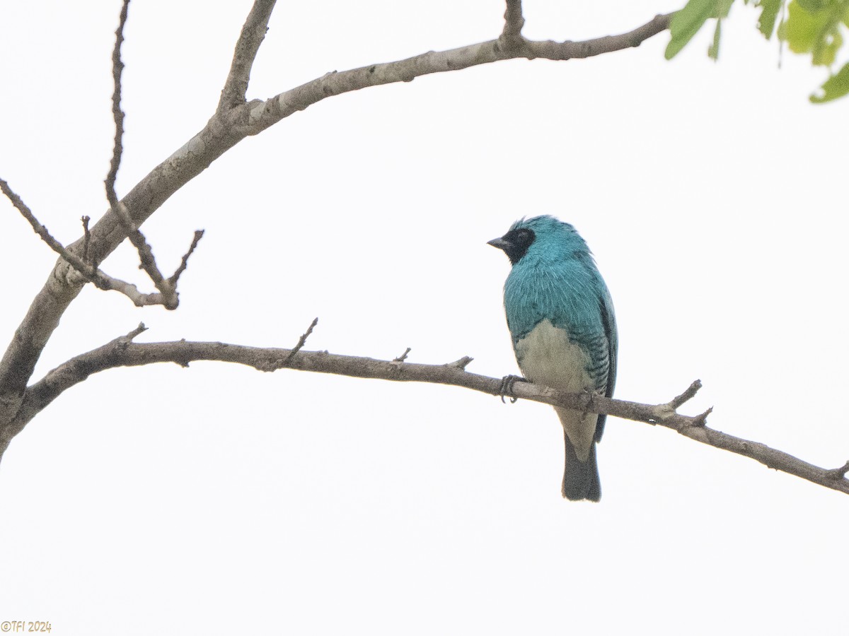 Swallow Tanager - ML641489286
