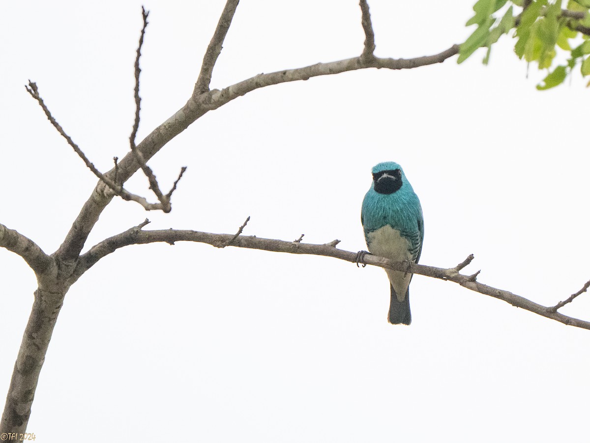 Swallow Tanager - ML641489290