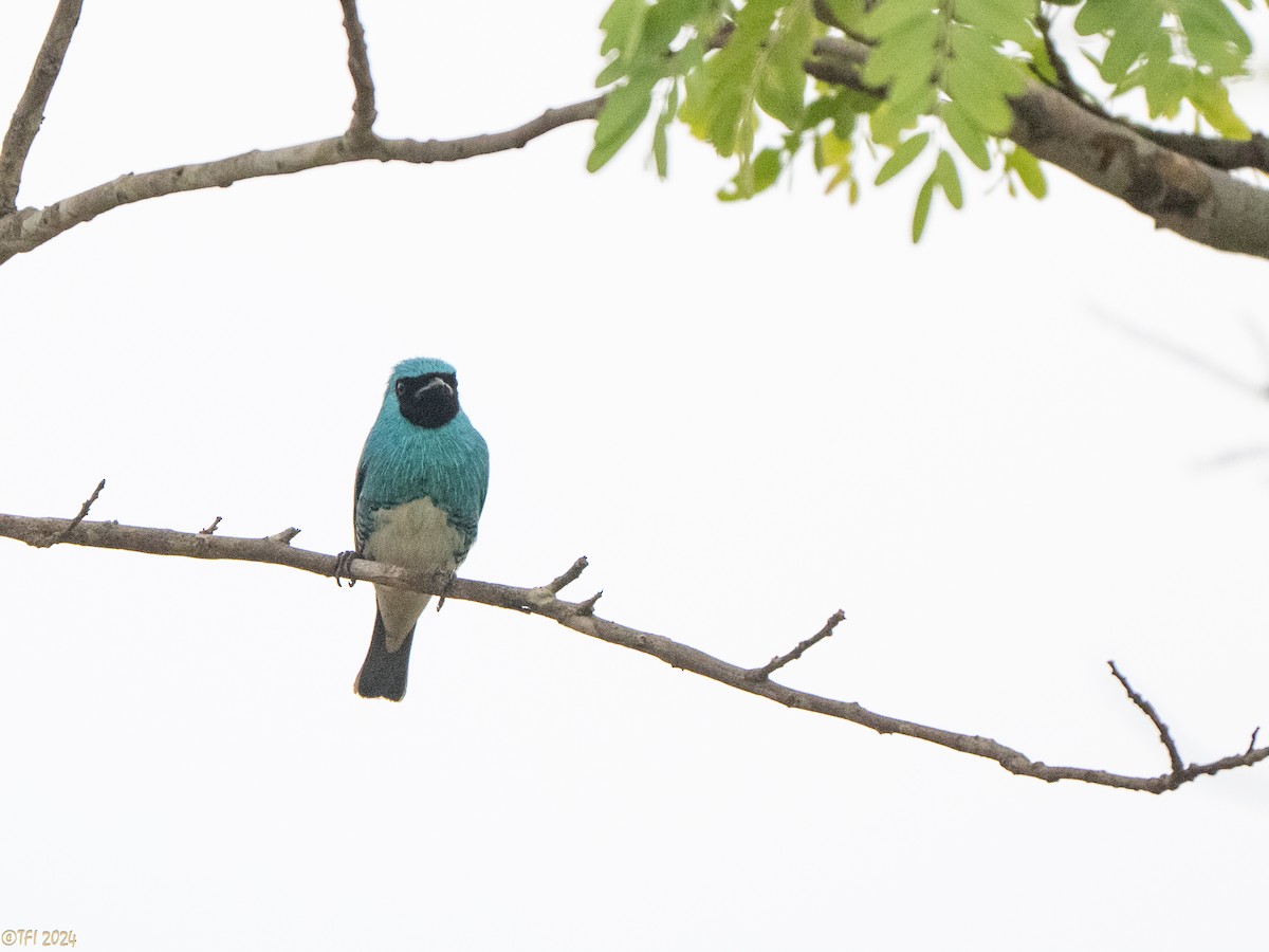 Swallow Tanager - ML641489292