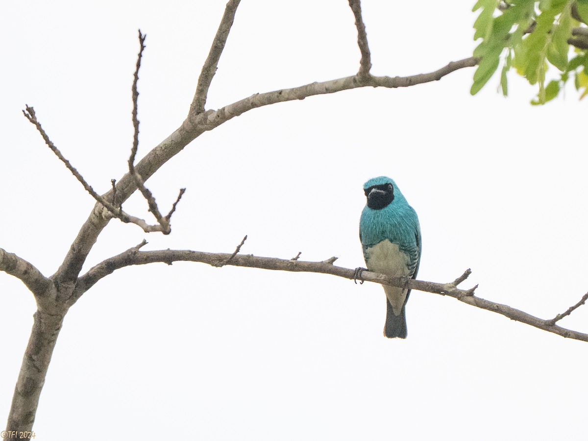 Swallow Tanager - ML641489294