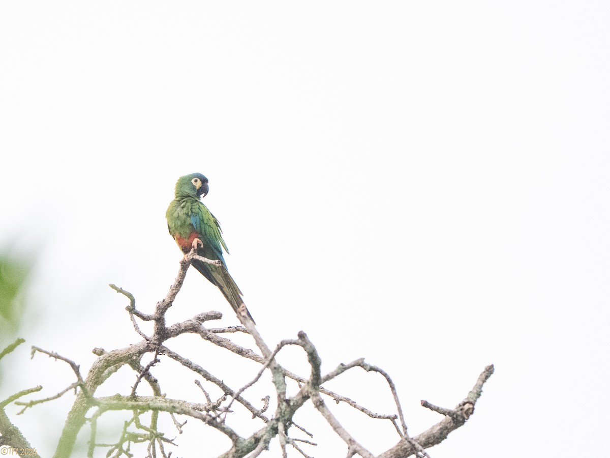 Blue-winged Macaw - ML641489310