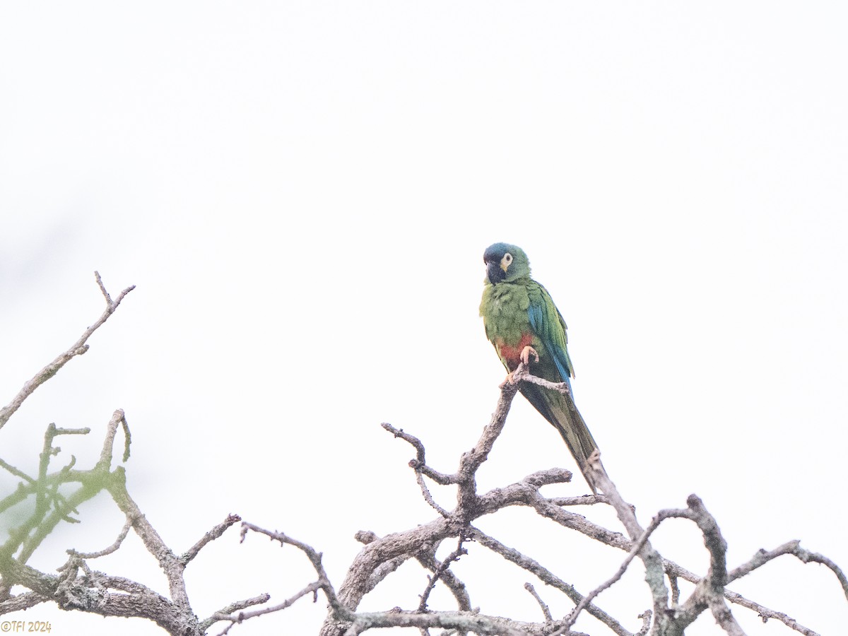 Blue-winged Macaw - ML641489311