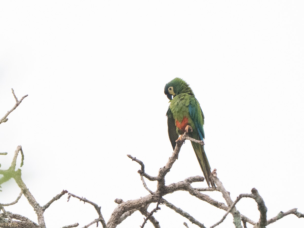 Blue-winged Macaw - ML641489312