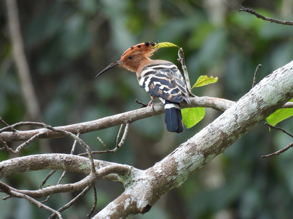Eurasian Hoopoe - ML641489326