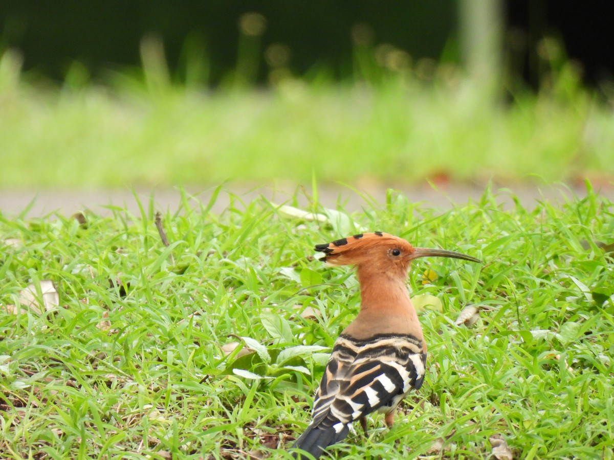 Eurasian Hoopoe - ML641489328