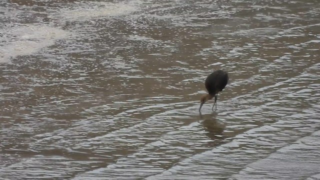 Glossy Ibis - ML641489360