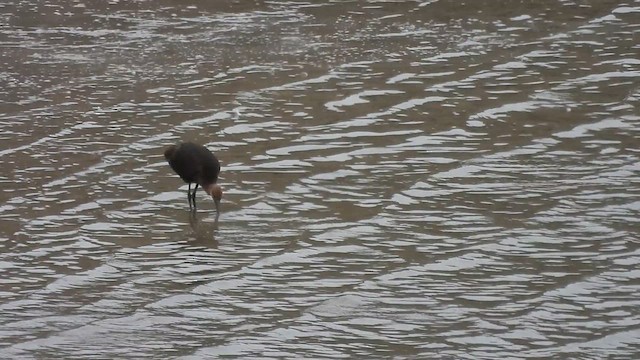 Glossy Ibis - ML641489361
