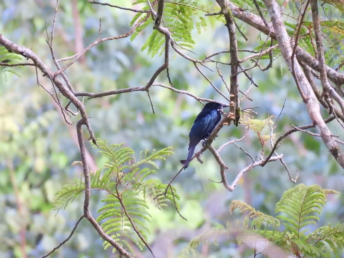 Bronzed Drongo - ML641489379
