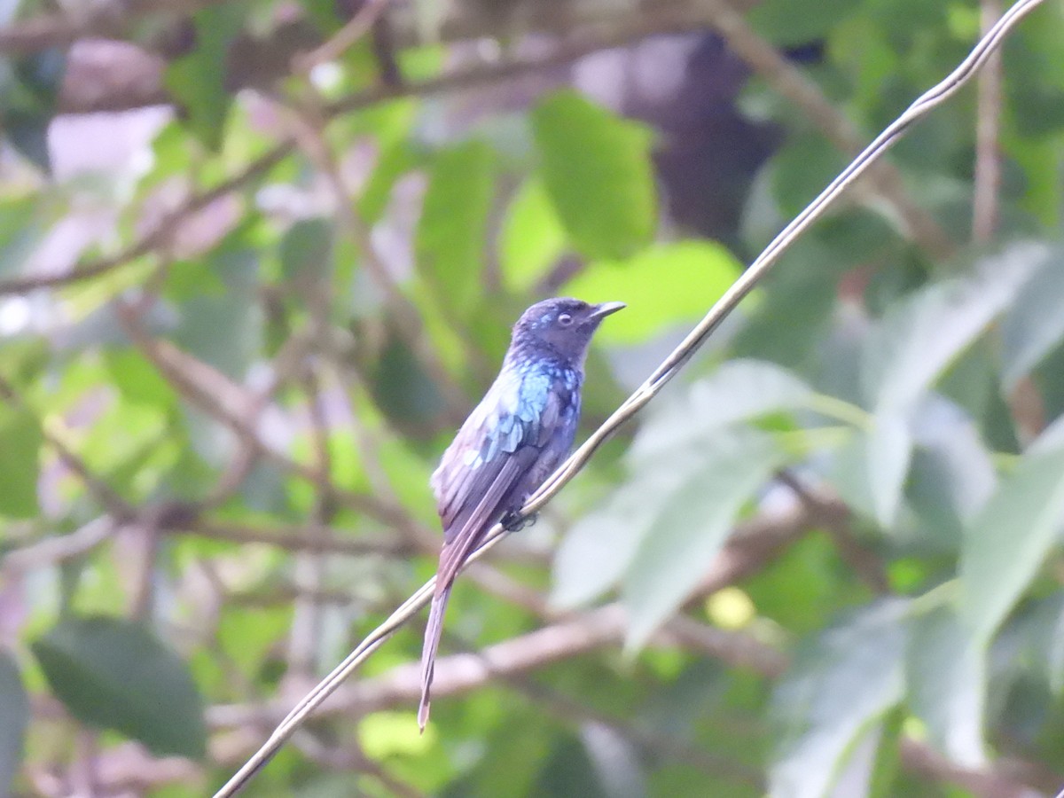 Bronzed Drongo - ML641489380