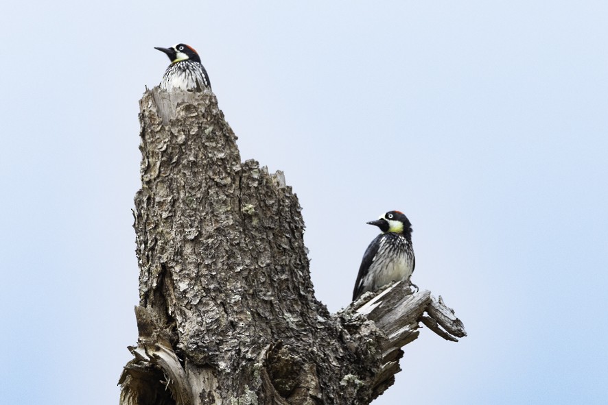 Acorn Woodpecker - ML641489385