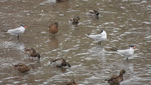 Caspian Tern - ML641489398