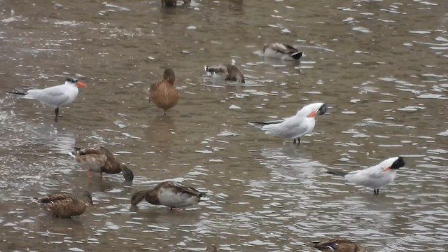 Caspian Tern - ML641489399