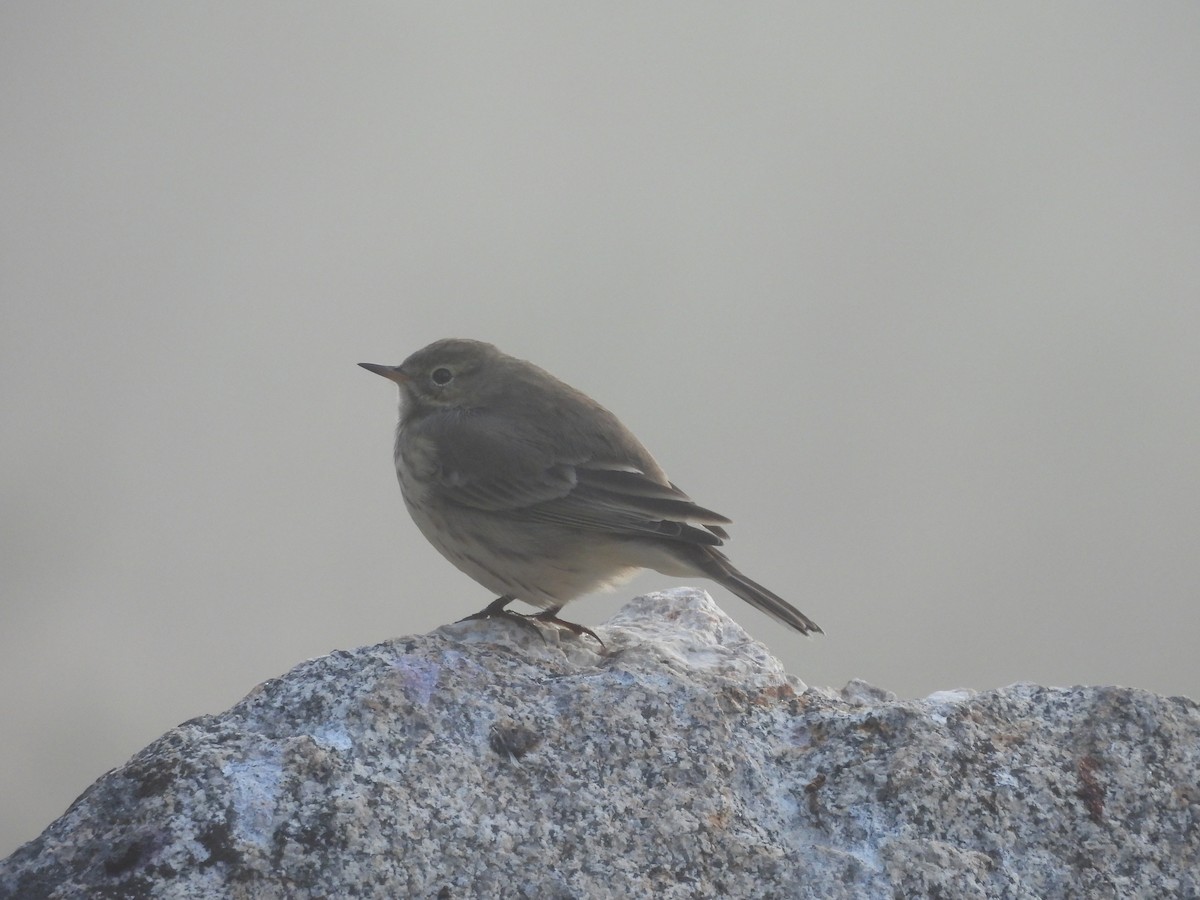 American Pipit - ML641489426