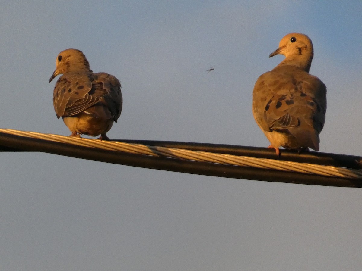 Mourning Dove - ML641489429