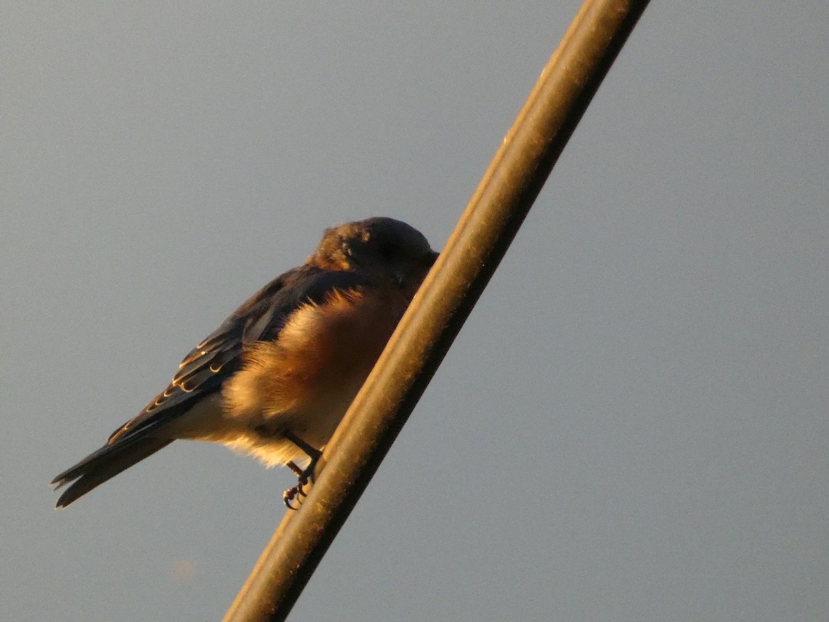 Eastern Bluebird - ML641489583