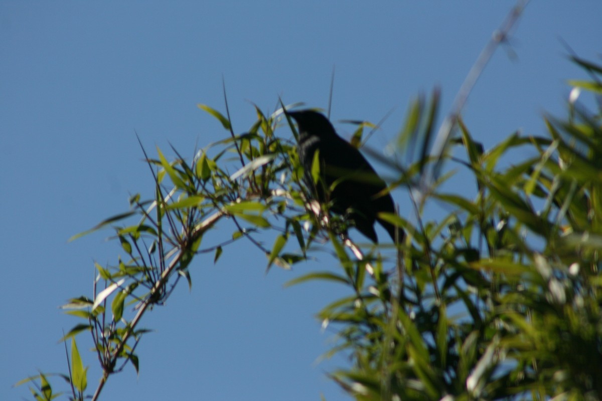 Austral Blackbird - ML641489610