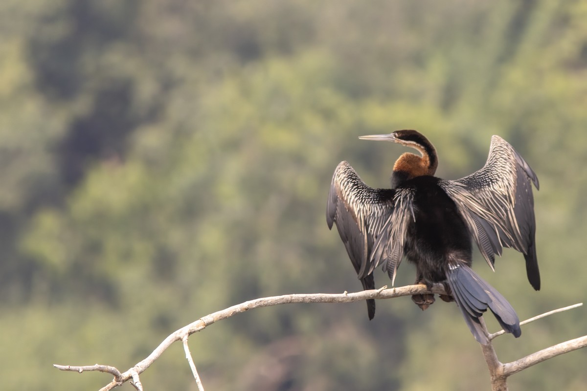 African Darter - ML641489638