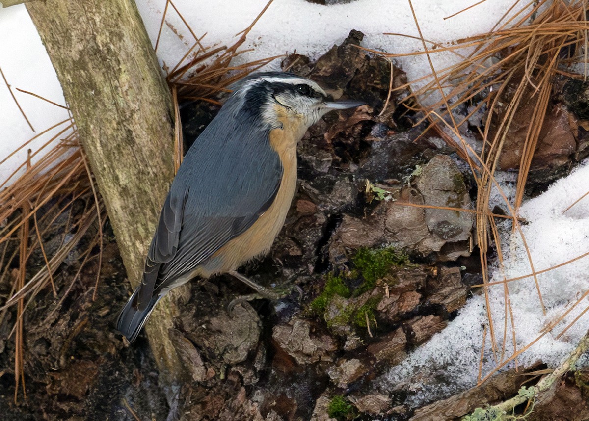 Red-breasted Nuthatch - ML641489643