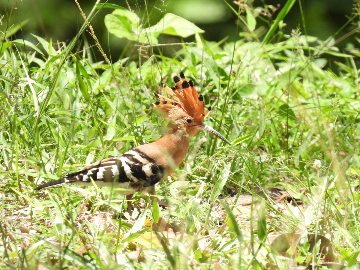 Eurasian Hoopoe - ML641489670