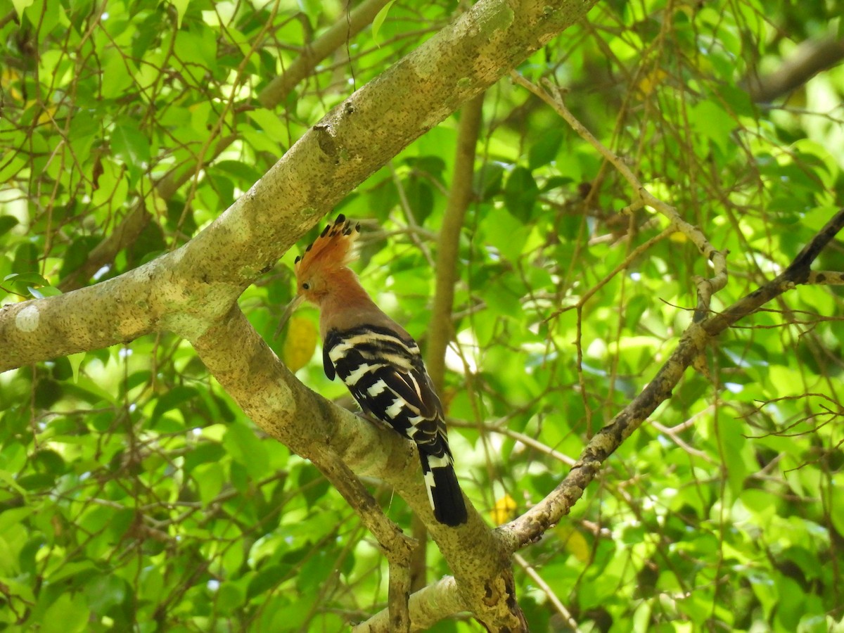 Eurasian Hoopoe - ML641489671