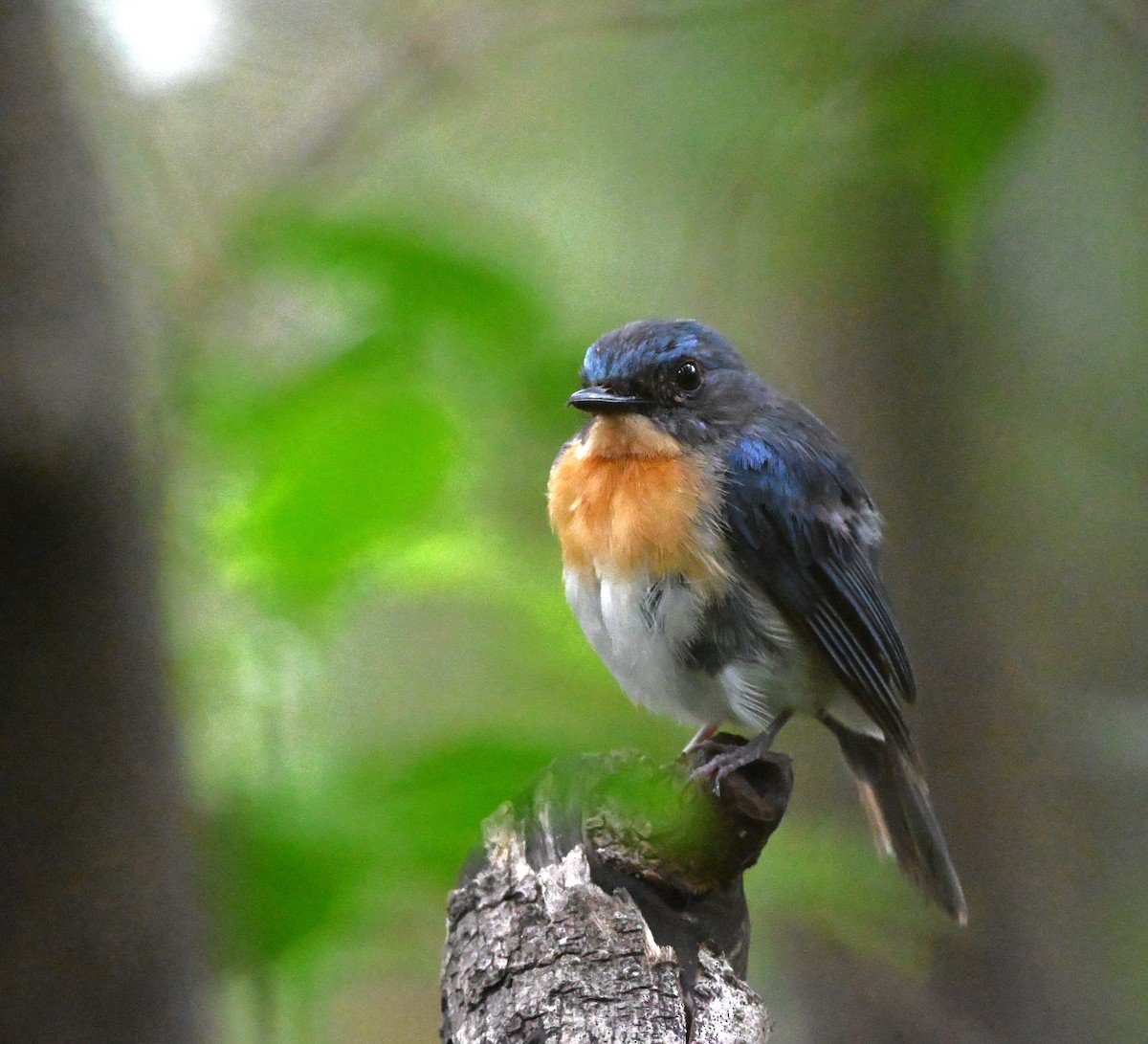 Tickell's Blue Flycatcher - ML641489688