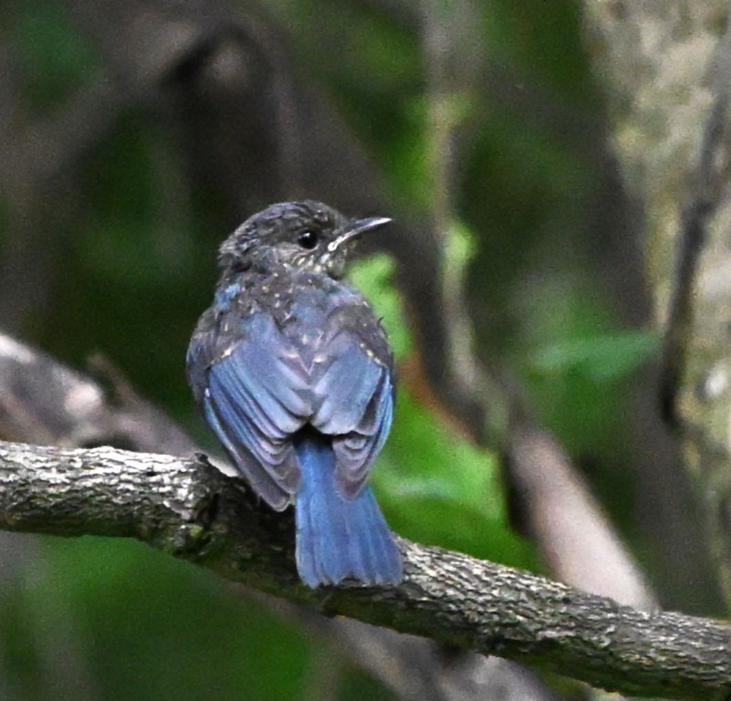 Tickell's Blue Flycatcher - ML641489692
