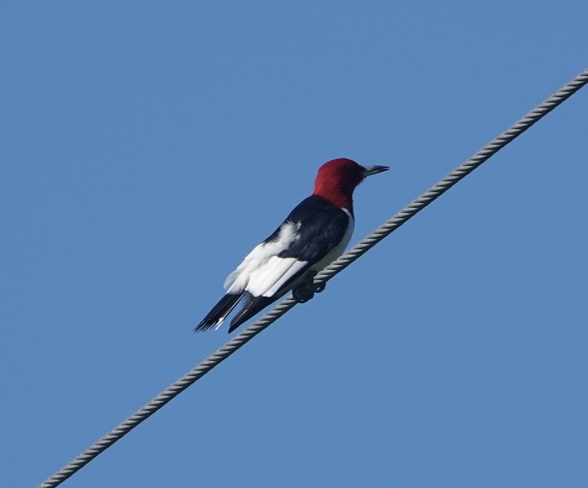 Red-headed Woodpecker - ML641489719