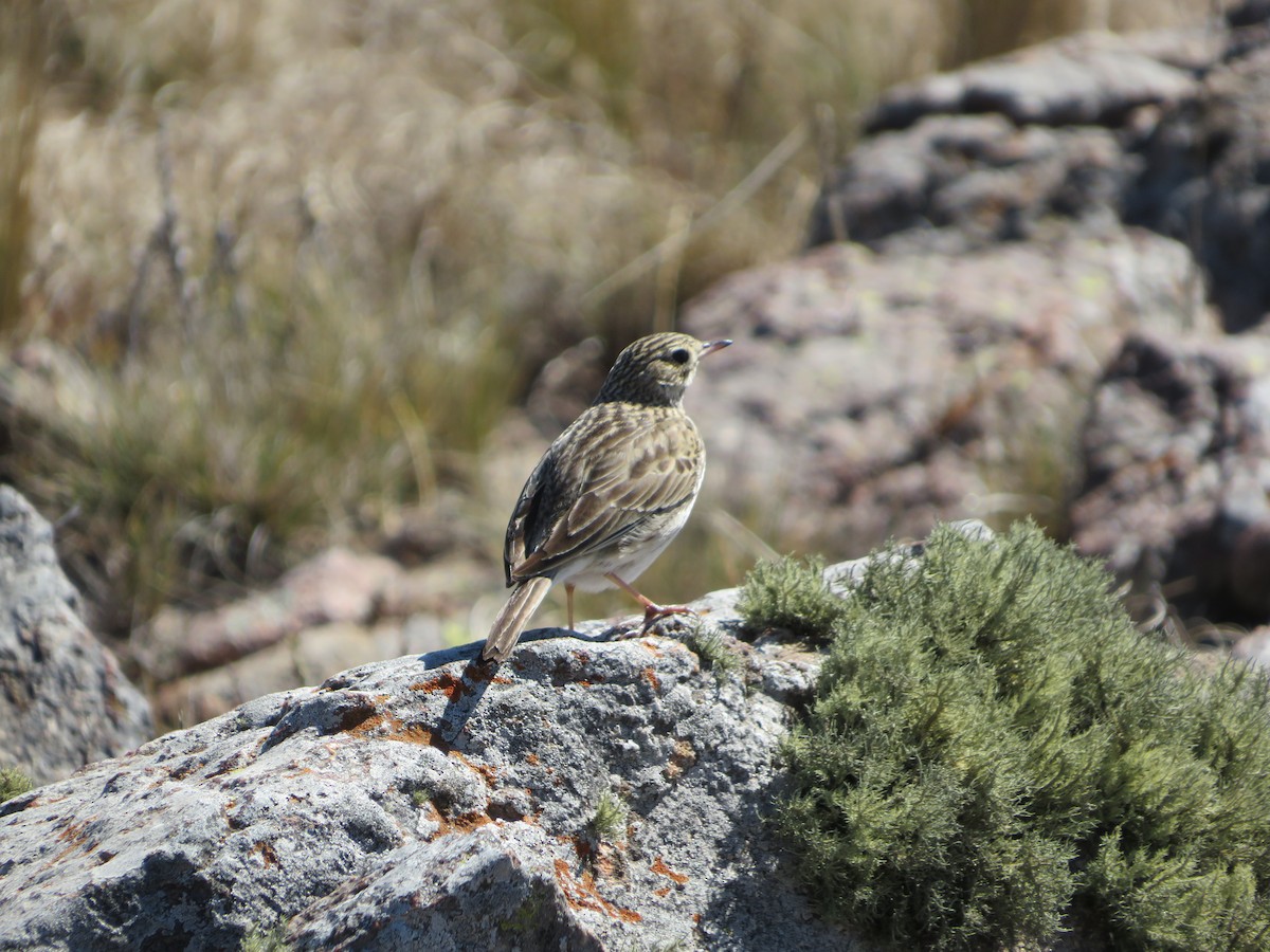 Short-billed Pipit - ML641489750
