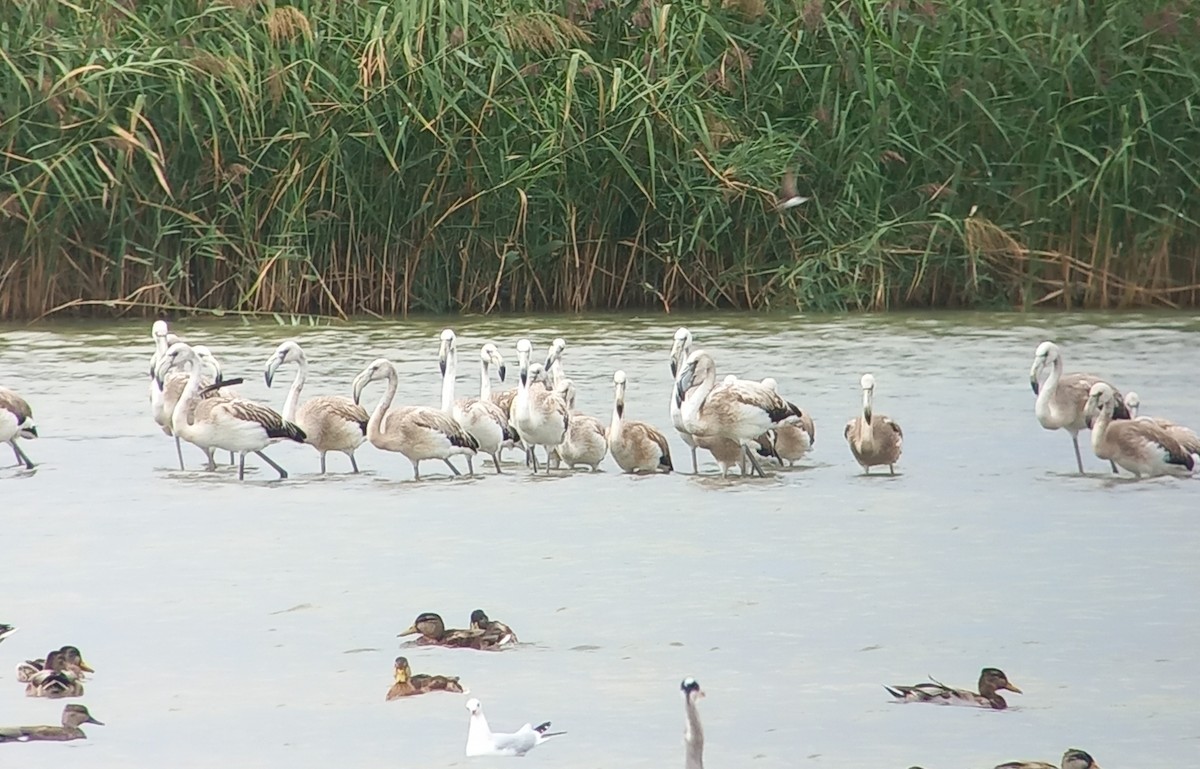 plameňák růžový - ML641489775