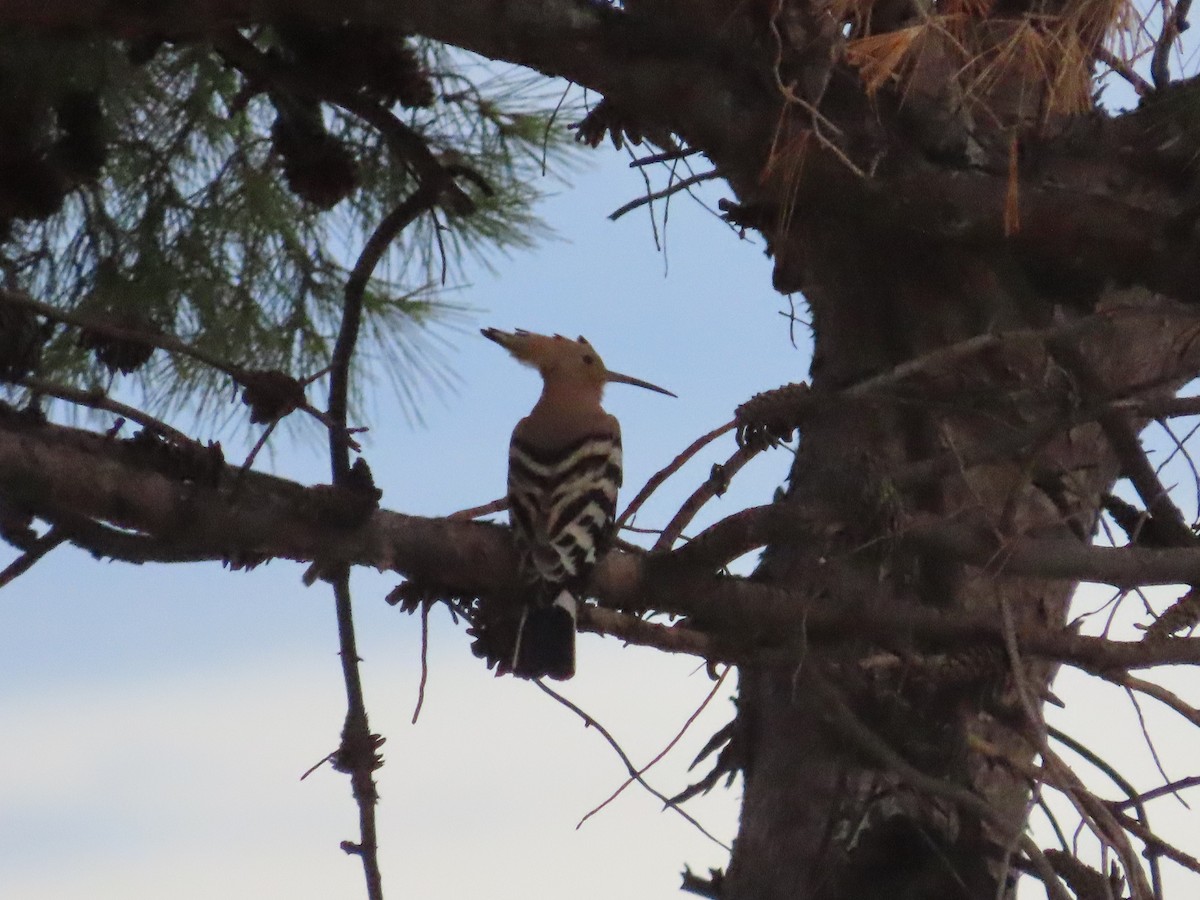 Eurasian Hoopoe - ML641489849