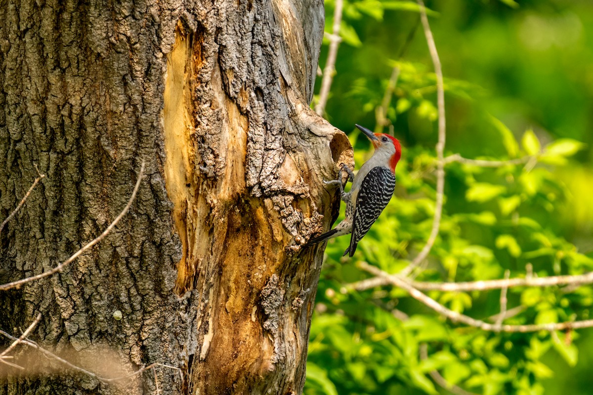 Red-bellied Woodpecker - ML641489874