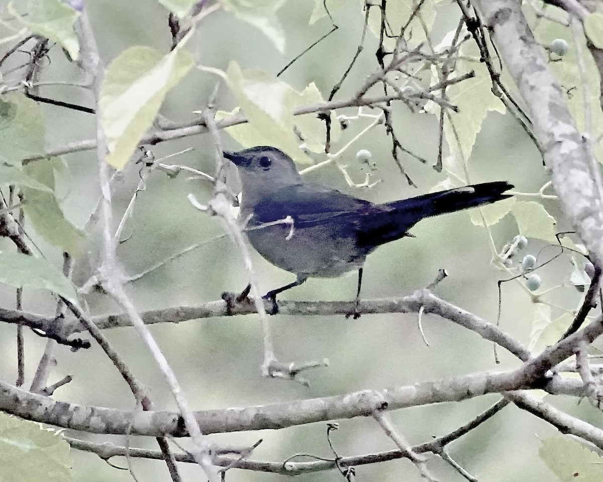 Pájaro Gato Gris - ML641489906