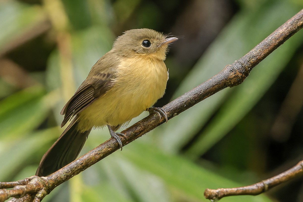 Black-tailed Flycatcher - ML641490001