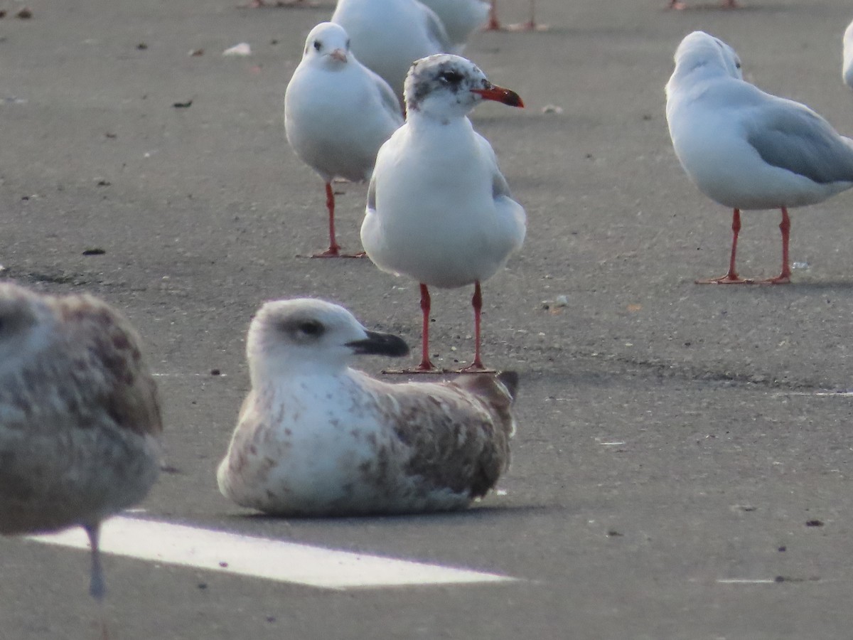 Mediterranean Gull - ML641490016
