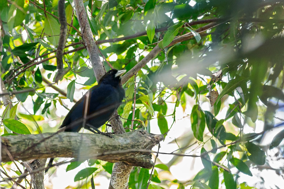 Solitary Black Cacique - ML641490026