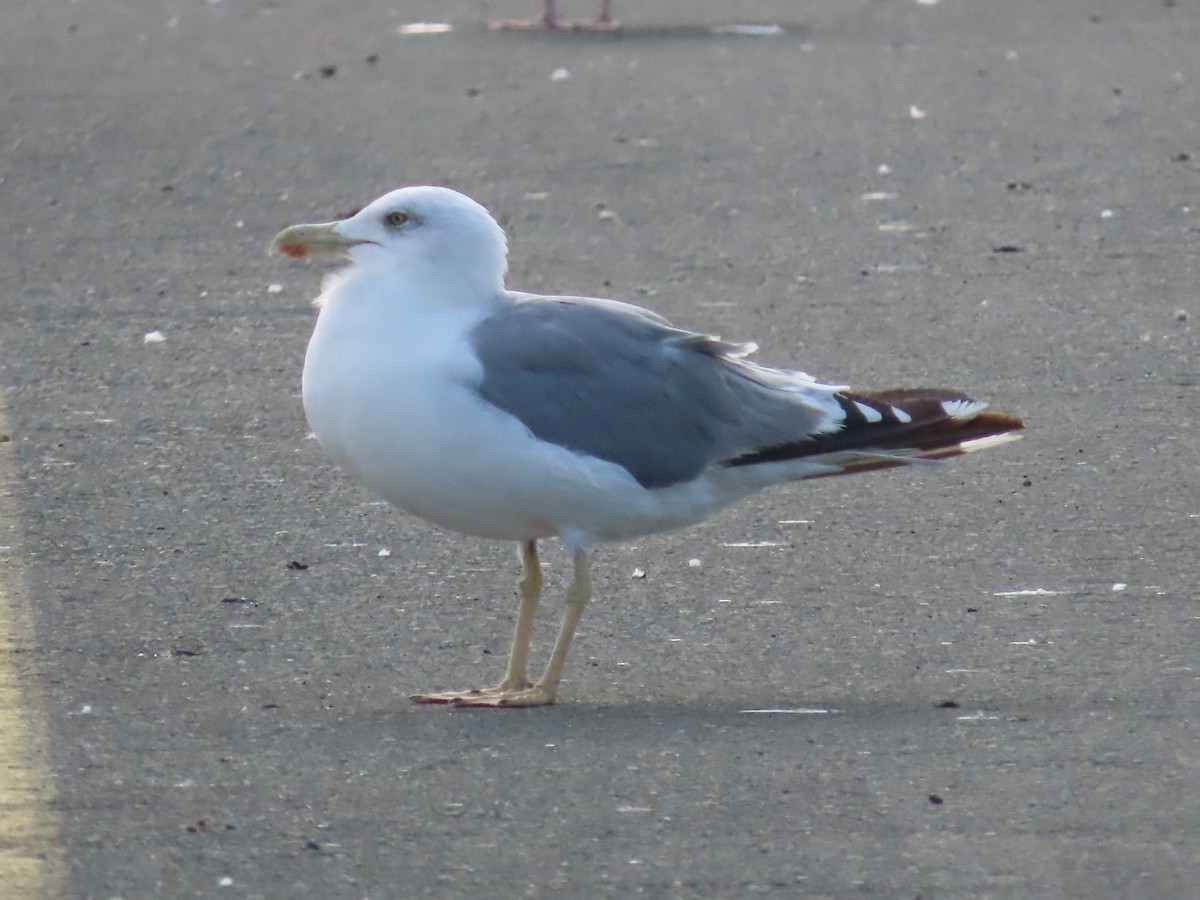 Yellow-legged Gull - ML641490028