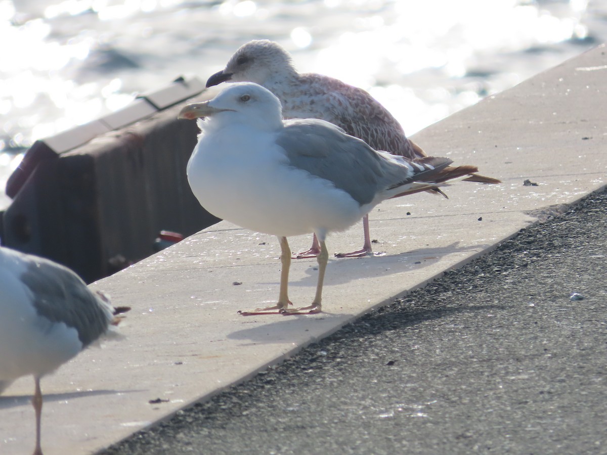 Yellow-legged Gull - ML641490029