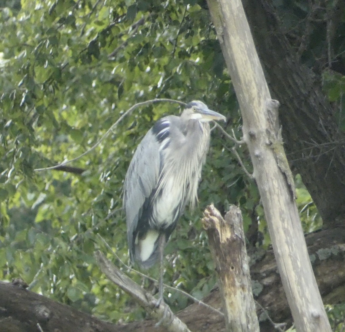 Great Blue Heron - ML641490048